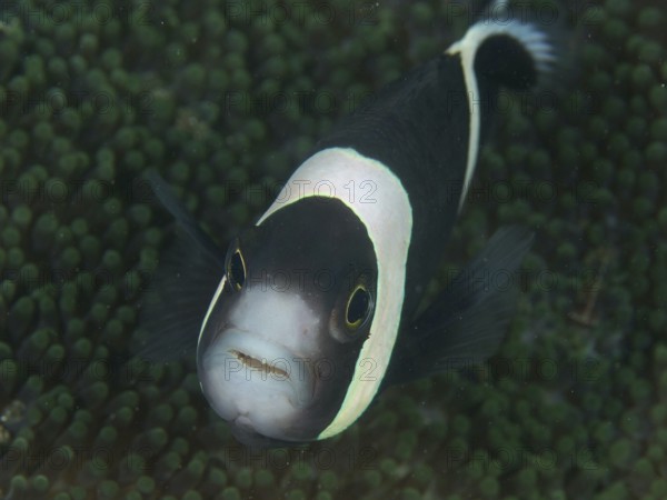 A fish with a striking black and white pattern, saddle spot anemonefish (Amphiprion polymnus), swims above a sea anemone. Dive site House Reef, Penyapangan, Bali, Indonesia