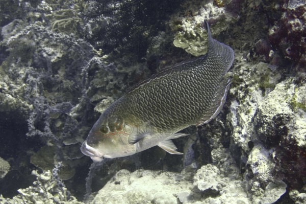Fish with dark, textured scales, black-eyed fatlip (Hemigymnus melapterus), swimming near a reef. Dive site Coral Garden, Menjangan, Bali, Indonesia