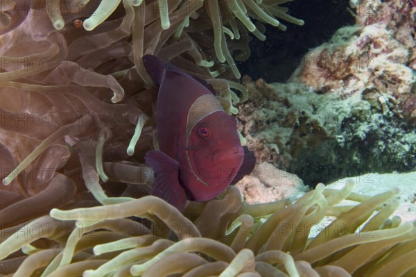 Red fish, velvet anemonefish, spiny anemonefish (Amphiprion biaculeatus), in the middle of a sea anemone in a lively coral reef. Dive site Coral Garden, Menjangan, Bali, Indonesia