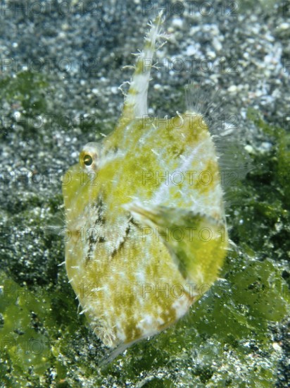 A fish with a spiny fin, seagrass filefish (Acreichthys tomentosus), camouflages itself on the sandy bottom. Dive site Secret Bay, Gilimanuk, Bali, Indonesia