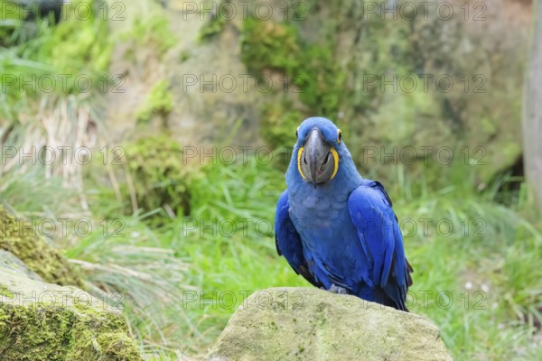A hyacinth macaw (Anodorhynchus hyacinthinus) sits on a rock lying on a green meadow. Central and eastern South America