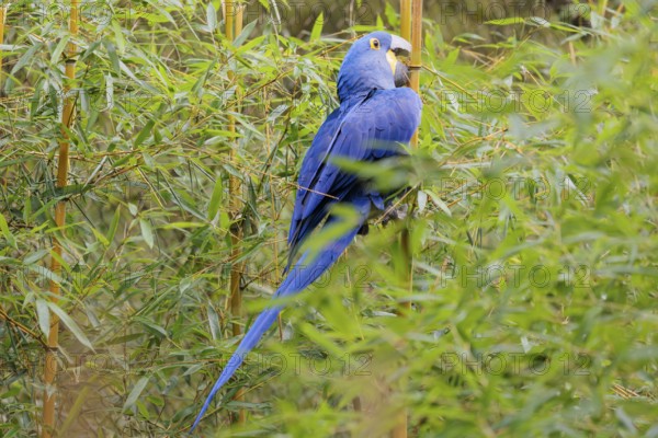 A hyacinth macaw (Anodorhynchus hyacinthinus) sits in dense green vegetation and nibbles on dry straws. Central and eastern South America