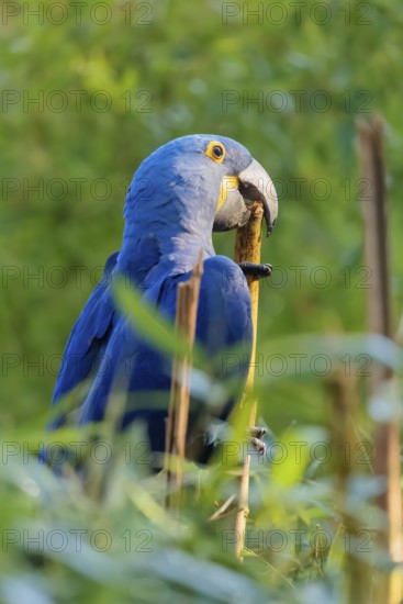 A hyacinth macaw (Anodorhynchus hyacinthinus) sits in dense green vegetation and nibbles on dry straws. Central and eastern South America