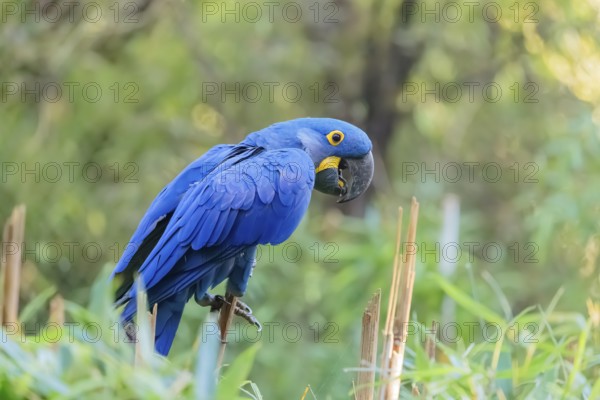 A hyacinth macaw (Anodorhynchus hyacinthinus) sits in dense green vegetation. Central and eastern South America