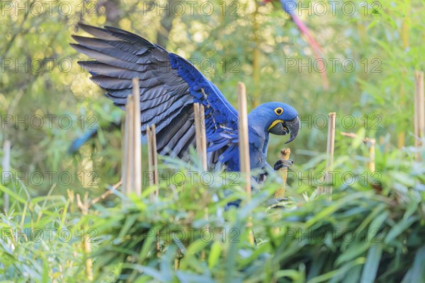 A hyacinth macaw (Anodorhynchus hyacinthinus) lands with spreaded wings in dense green vegetation. Central and eastern South America