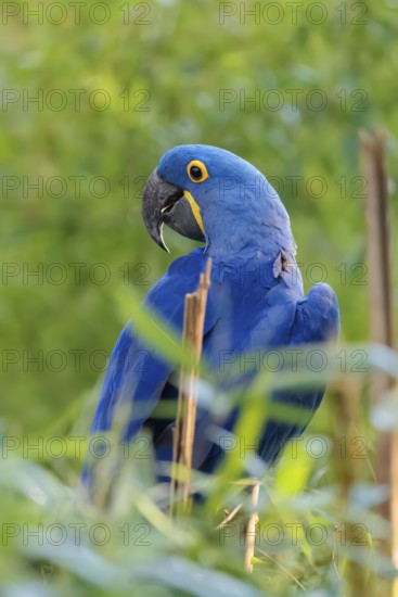 A hyacinth macaw (Anodorhynchus hyacinthinus) sits in dense green vegetation. Central and eastern South America