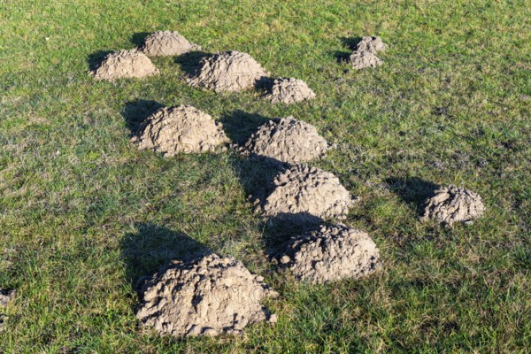 Molehügel, Wiese, Hamburg, Germany