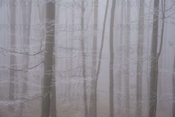 Fog and hoarfrost in the forest, Hoher Lindkogel, Lower Austria, Austria