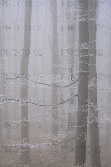Fog and hoarfrost in the forest, Hoher Lindkogel, Lower Austria, Austria