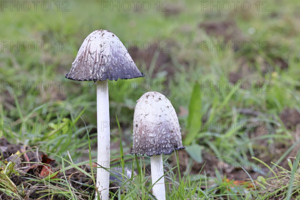 Crested tintling (Coprinus comatus), at the edge of the forest, fruiting body with cap, close-up, Wilnsdorf, North Rhine-Westphalia, Germany
