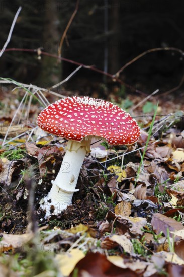 Red fly agaric (Amanita muscaria), fruiting body, in autumn leaves, dark background, close-up, Wilnsdorf, North Rhine-Westphalia, Germany
