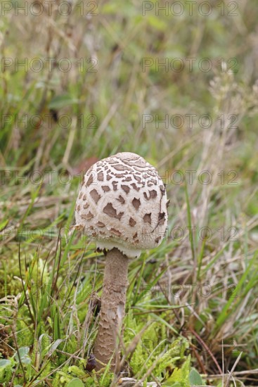 Parasol mushroom, Parasol or giant umbrella mushroom (Macrolepiota procera), closed cap, in a meadow, Wilnsdorf, North Rhine-Westphalia, Germany