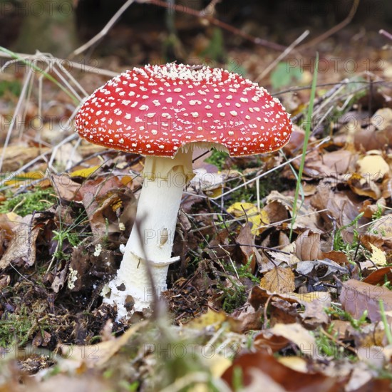 Red fly agaric (Amanita muscaria), fruiting body, in autumn leaves, close-up, Wilnsdorf, North Rhine-Westphalia, Germany