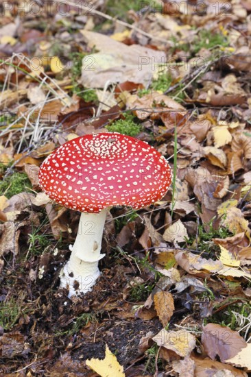 Red fly agaric (Amanita muscaria), fruiting body, in autumn leaves, close-up, Wilnsdorf, North Rhine-Westphalia, Germany