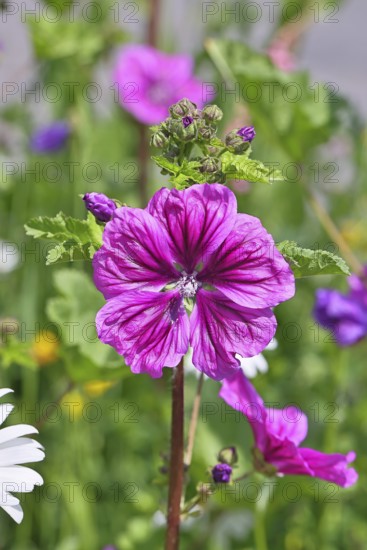 Common mallow (Malva sylvestris), flower in a meadow, medicinal plant, aromatic plant, medicinal use, Wilnsdorf, North Rhine-Westphalia, Germany