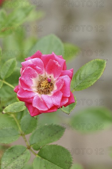 Rose blossom (Rosa sp.), red open flower, in a garden, Wilnsdorf, North Rhine-Westphalia, Germany