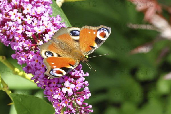 Peacock butterfly (Inachis io) sucking nectar on butterfly bush (Buddleja davidii), in a natural environment in the wild, close-up, wildlife, insects, butterflies, butterflies, Wilnsdorf, North Rhine-Westphalia, Germany