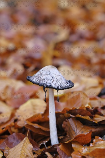 Crested tintling (Coprinus comatus), at the edge of the forest, fruiting body with cap, beginning liquefaction process, close-up, Wilnsdorf, North Rhine-Westphalia, Germany