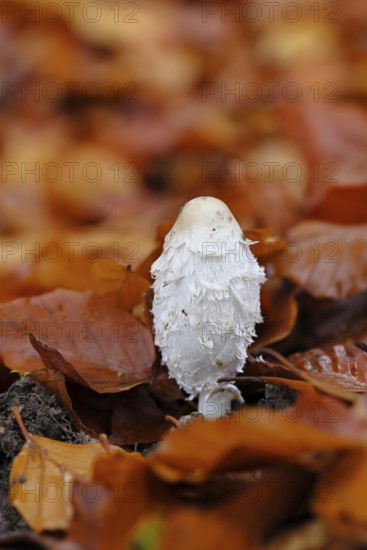 Crested tintling (Coprinus comatus), at the edge of the forest, fruiting body with cap, close-up, Wilnsdorf, North Rhine-Westphalia, Germany