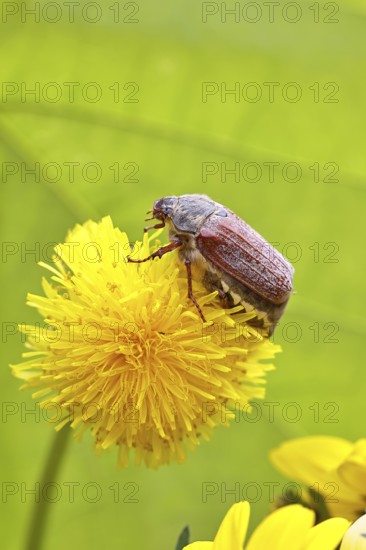 Cockchafer, field cockchafer (Melolontha melolontha), female on a dandelion (Taraxacum) flower, Wilnsdorf, North Rhine-Westphalia, Germany