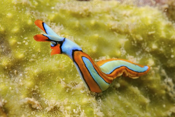 Nudibranch lines Thuridilla (Thuridilla lineolata) colloquially orange-edged sucker raises head and looks out, Pacific Ocean, Philippine Sea, Bohol, Philippines