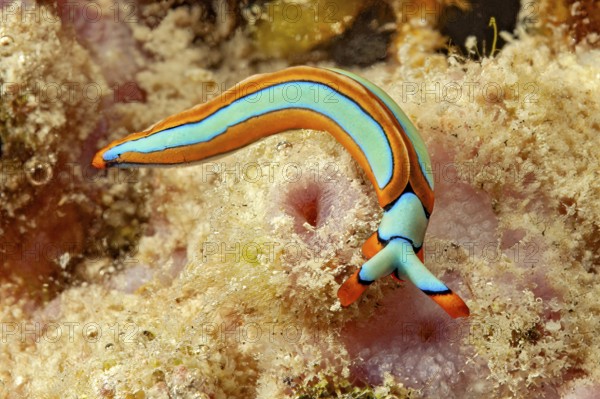Nudibranch lines Thuridilla (Thuridilla lineolata) colloquially known as Orangerand sapsucker in search of food, Pacific Ocean, Philippine Sea, Bohol, Philippines