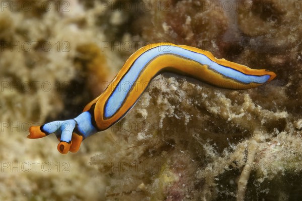 Nudibranch Line Thuridilla (Thuridilla lineolata) colloquially known as orange-edge sucker, Pacific Ocean, Philippine Sea, Bohol, Philippines