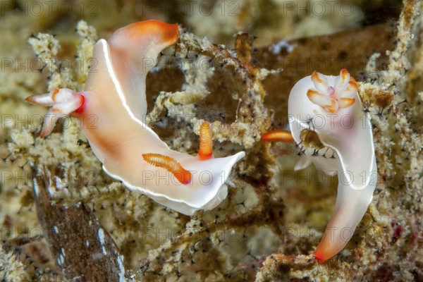 Underwater photo extreme close-up of two nudibranchs Bullocks Hypselodoris (Hypselodoris bullockii) Magnificent star snails crawling over coral branches with outstretched polyps, West Pacific, Philippine Sea, Philippines