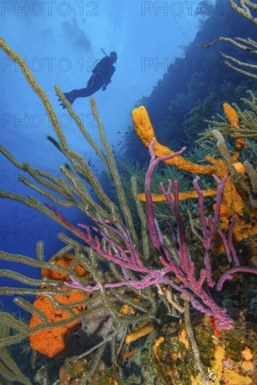 Colourful intact coral reef with Caribbean horn coral (Eunicea mammosa) on the left foreground centre Poisonous finger sponge (Negombata magnifica) on the right stony coral (Scleractinia), silhouette of diver in the background, Caribbean, Curacao, South America