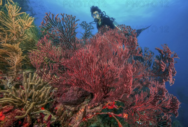 Underwater photo of diver looking at red fan coral (Thesea rubra) Red fan gorgonian horn coral in Caribbean coral reef, Caribbean, Grenada