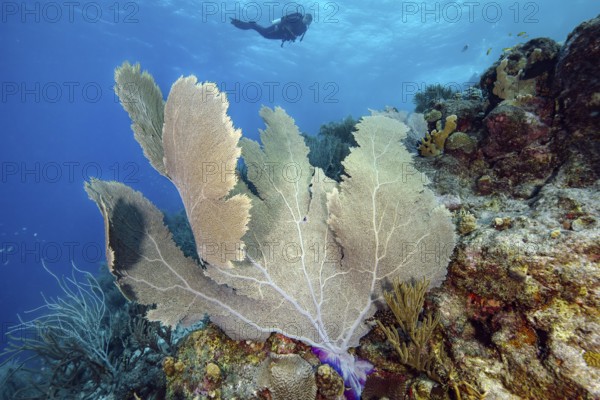 Large fan coral (Gorgonia flabellum) horn coral in Caribbean coral reef, in the background silhouette of diver, Caribbean, Bahamas