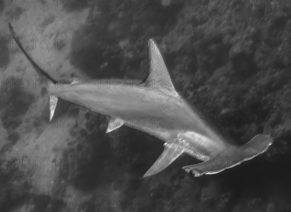 Dynamic underwater photo Black and white image of hammerhead shark (Sphyrnidae) swimming quickly past viewer in front of coral reef, Red Sea