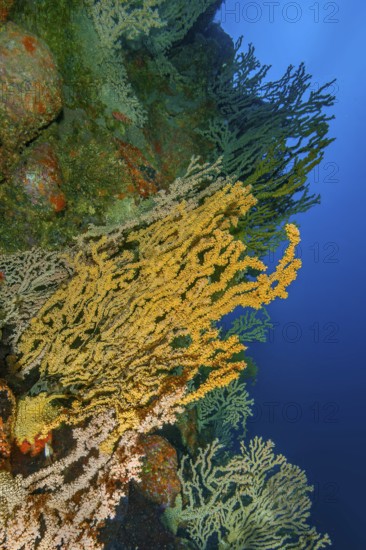 False Black coral (Savalia savaglia) Crust anemone Gold coral synonym (Gerardia savaglia) grows on cliff face of rocky reef of volcanic origin in early Earth history, Eastern Atlantic, Canary Islands, Spain
