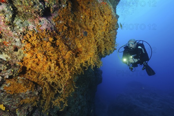 Diver observing illuminated colony of Macaronesian encrusting anemone (Antipathozoanthus macaronesicus) on steep cliff face of lava rock reef, East Atlantic, Fuerteventura, Canary Islands, Spain