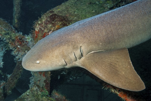 Underwater photo of anterior body of young Atlantic nurse shark (Ginglymostoma cirratum) with small eye four gill slits and large pectoral fin, Caribbean