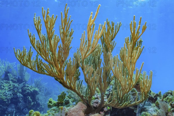 Underwater photo of Caribbean horn coral (Eunicella racemosa) Horn coral species growing in intact healthy coral reef, Caribbean, Bahamas