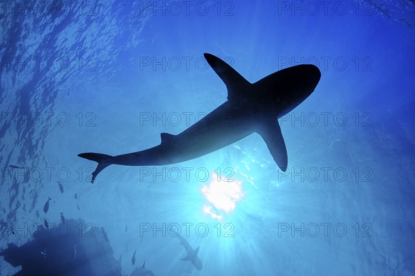 Underwater photo backlit shot with silhouette of large shark (Carcharhinus) swimming below sea surface above sun shining through water surface, international