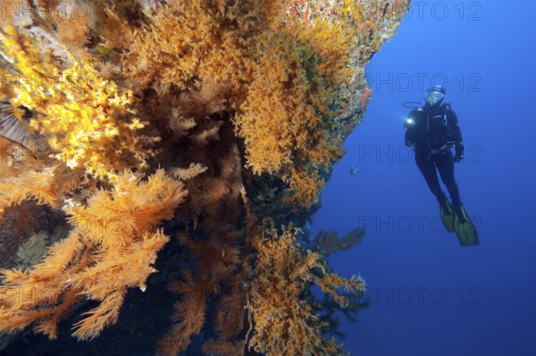 Diver looking at steep rock face of lava rock reef with colony of Macaronesian encrusting anemone (Antipathozoanthus macaronesicus) and Black coral (Antipathella wollastoni) on the left, East Atlantic, Fuerteventura, Canary Islands, Spain