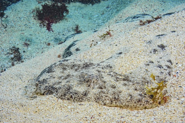 Underwater photo Close-up of front body of Common Angelshark (Squatina squatina) colloquially known as sea angel Predator lies on sandy seabed Lurking hunter has covered itself with sand for camouflage is well camouflaged, East Atlantic, Canary Islands, Spain