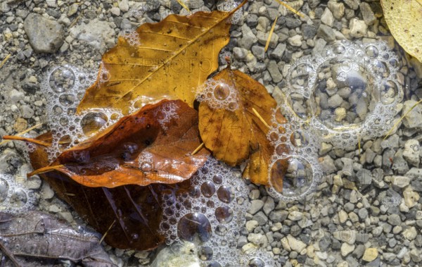 Leaves and air bubbles in water at Leopoldsteinersee, Eisenerz, Styria, Austria