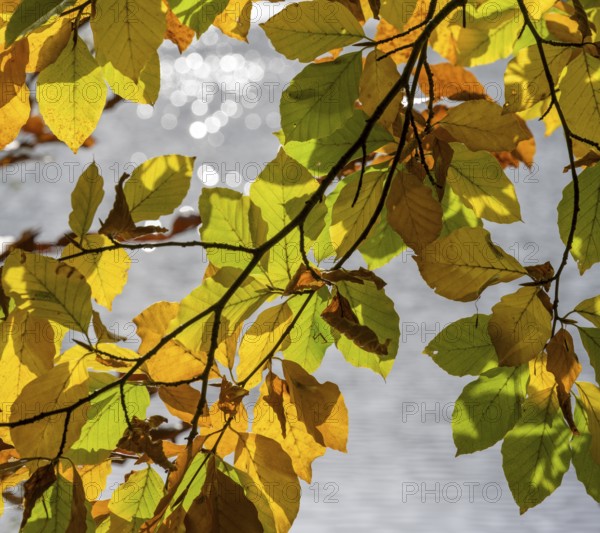 Autumn-colored leaves at Leopoldsteinersee, Eisenerz, Styria, Austria