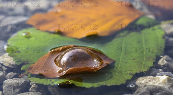 Air bubble on leaf at Leopoldsteinersee, Eisenerz, Styria, Austria