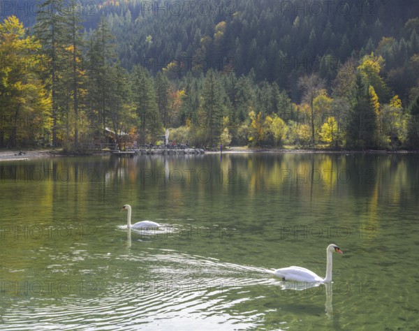 Schwäne, Leopoldsteinersee, Eisenerz, Styria, Austria