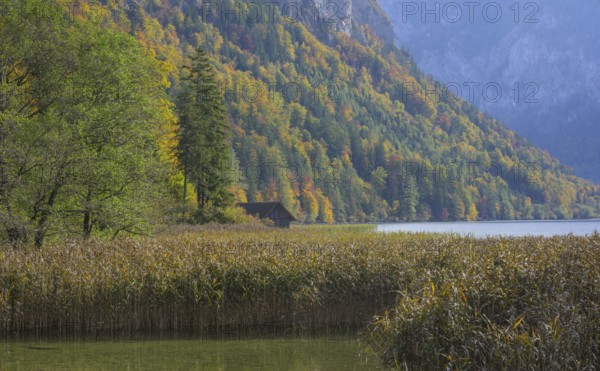 Schilf am Leopoldsteinersee, Eisenerz, Styria, Austria