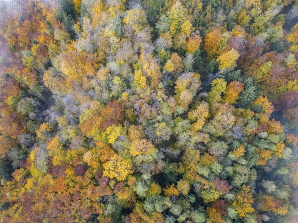 Aerial view of autumn forest and fog, Kaumberg, Lower Austria, Austria