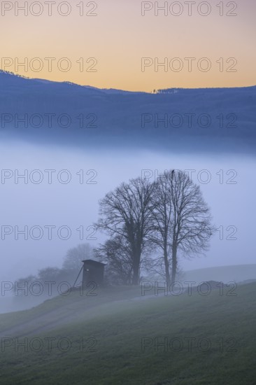 Blue hour trees and hunting ground in fog at Kremesberg, Pottenstein, Lower Austria, Austria