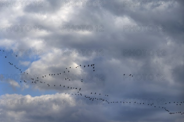 Wild geese (Anser anser) flying in formation under rain clouds (Nimbostratus) at the Darß, Mecklenburg-Vorpommern, Germany
