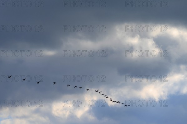 Wild geese (Anser anser) flying in formation on the Darß, Mecklenburg-Western Pomerania, Germany