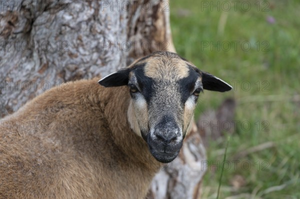 Portrait of a Cameroon sheep, Darß, Mecklenburg-Western Pomerania, Germany