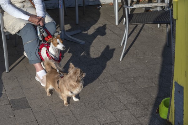 Two dogs waiting on a leash, Mecklenburg-Vorpommern, Germany